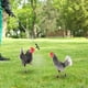 thumbnail image 1 of Estacas de acrílico para jardín Colamx 2 piezas de pollo, 1 of 8