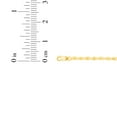 thumbnail image 4 of Floreo 10k Yellow Gold 2.5mm Solid Turkish Rope Chain Bracelet or Anklet, 4 of 4