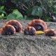 thumbnail image 4 of Estantes de Pared de Champiñones, Lindos Estantes de Pared de Champiñones Reishi Resina Artificial para Cabaña al Aire Libre, 4 of 7