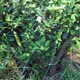 thumbnail image 3 of Red de enrejado CUTICAT soporte para Plantas de Frijol Fruto 2x10m, 3 of 8