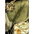 thumbnail image 2 of Vision Studio 14x18 Gold Ornate Wood Framed with Double Matting Museum Art Print Titled - Tranquil Tropical Leaves I, 2 of 4
