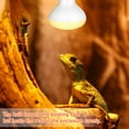 thumbnail image 6 of NEPTONION Reptile Heat Lamp 50W UV Heat Light Bulb, Basking Daylight Spot Bulb for Lizard, Tortoise, Bearded Dragon (E26,110V), 6 of 8