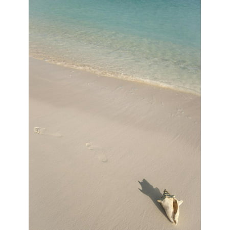 Conch Shell on Grace Bay Beach, Providenciales, Turks and Caicos Islands, West Indies, Caribbean Print Wall Art By Kim