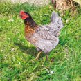 thumbnail image 4 of HYongzeng Acrylic Poultry Yard Insert Decoration Double-Sided Rooster Sticker Weather-Resistant, 4 of 6