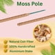 thumbnail image 4 of Barra de musgo para soporte de plantas Monstera SURPPO, paquete de 2 unidades, 70 cm, 4 of 8