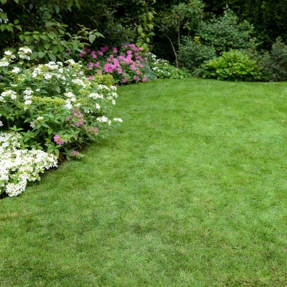 8000 Zoysia Lawn Seed, Slow-Growing Grass for Yard
