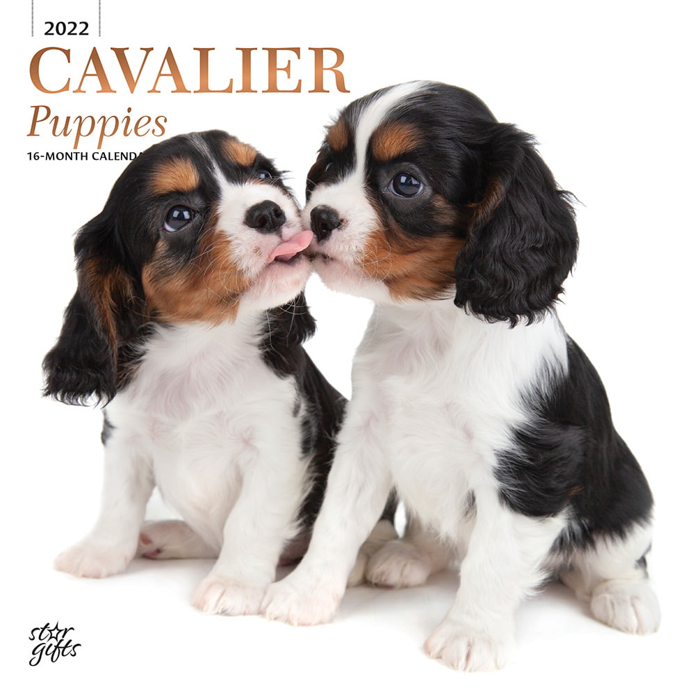 2021 Cavalier King Charles Spaniel Puppies Wall Calendar by Bright Day Cute Dog 12 x 12 Inch