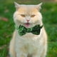 thumbnail image 5 of Collar para Gatos con Lazo y Cascabeles para Festivales Irlandeses, 5 of 6