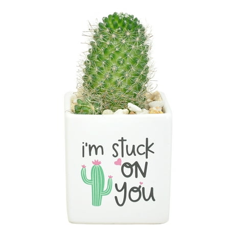 Costa Farms Desert Escape Live Indoor 7in. Tall Green Cactus; Bright, Direct Sunlight Plant in 2.5in. Ceramic Planter