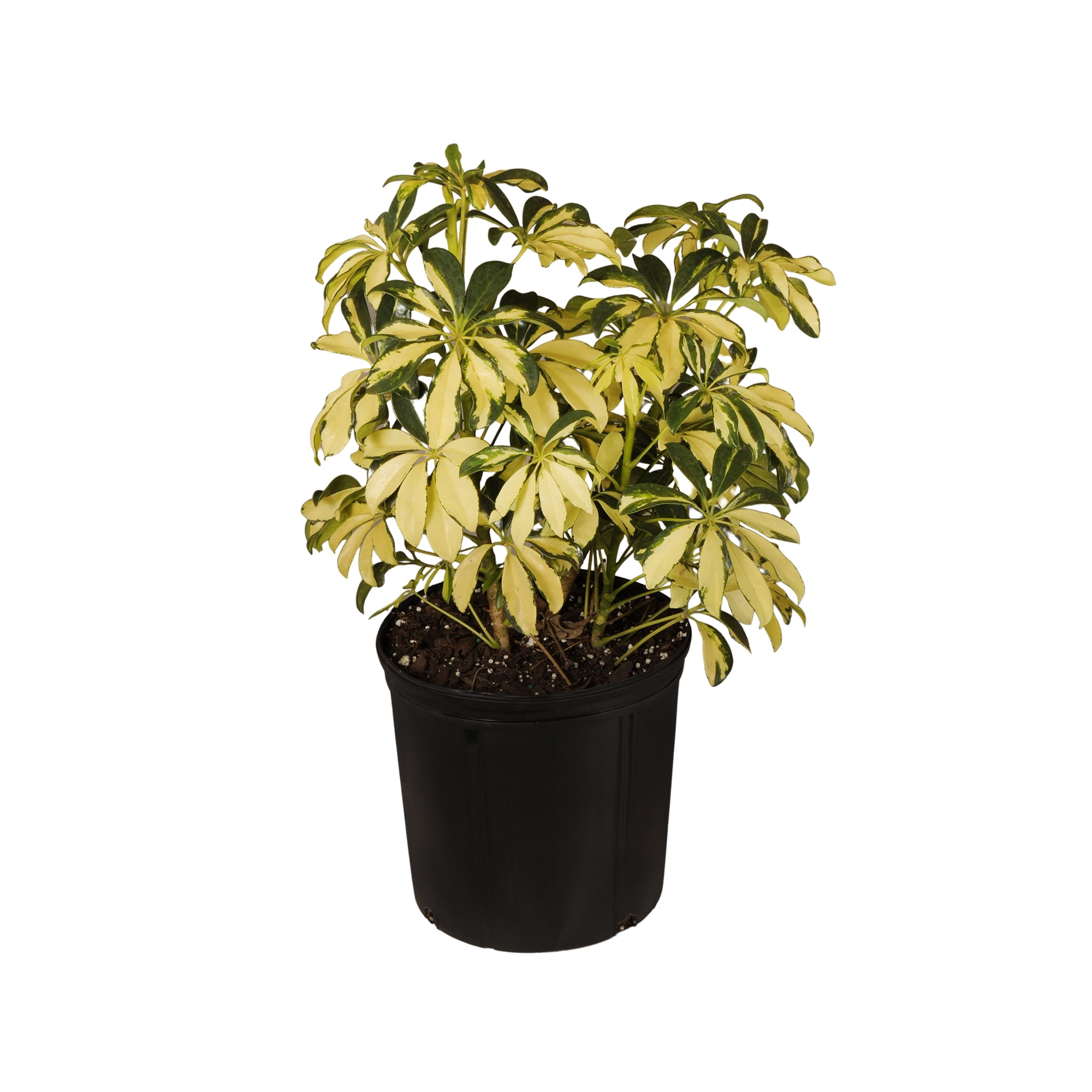 United Nursery Live Schefflera Trinette Plant 24-34 inches Tall in 9.25 inch Grower Pot