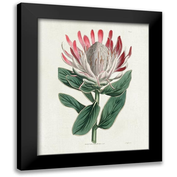 Donovan, Kelly 12x14 Black Modern Framed Museum Art Print Titled - Protea N13