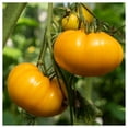 thumbnail image 1 of Everwilde Farms - 1 lb Kelloggs Breakfast Heirloom Tomato Seeds - Gold Vault Bulk Seed Packet, 1 of 3