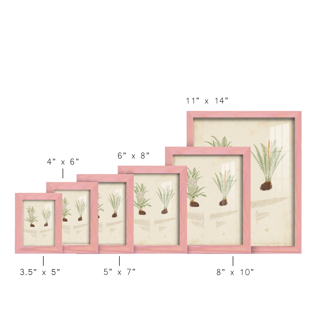 Fern Study III -Framed Print w/glass-Sunset Pink