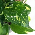 thumbnail image 2 of Golden Devil's Ivy - Pothos - Epipremnum - 4" Pot - Easy House Plant, 2 of 4