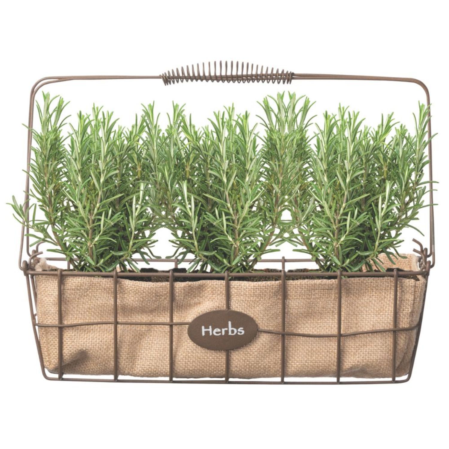 Proven Winners 4" Proven Selections Prime Rosemary Rosemary Live Herb Plant in 4.25" Pot (4 Count)