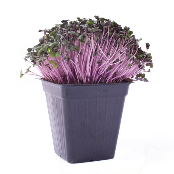 Red Cabbage Microgreens Seeds - 25 Lb Bulk ~2.7M Seeds - High Germination, Premium Non-GMO Seeds for Growing Red Cabbage Micro Greens