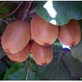 thumbnail image 2 of Hardy Fuzzy Kiwi Plants - Actinidia chinensis - Vincent/Tomuri 2 Plants - 4" Pot, 2 of 4