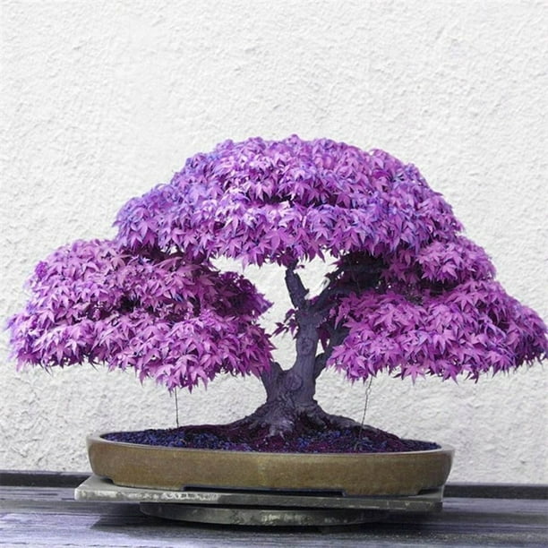 Rare Blue Japanese Maple Tree Seeds for Bonsai Home Garden Decoration (20  Pcs) - Walmart.ca