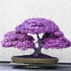 thumbnail image 4 of 20 piezas raras semillas de arce azul plantas de árbol bonsái decoración del jardín del hogar árbol de arce japonés, 4 of 5