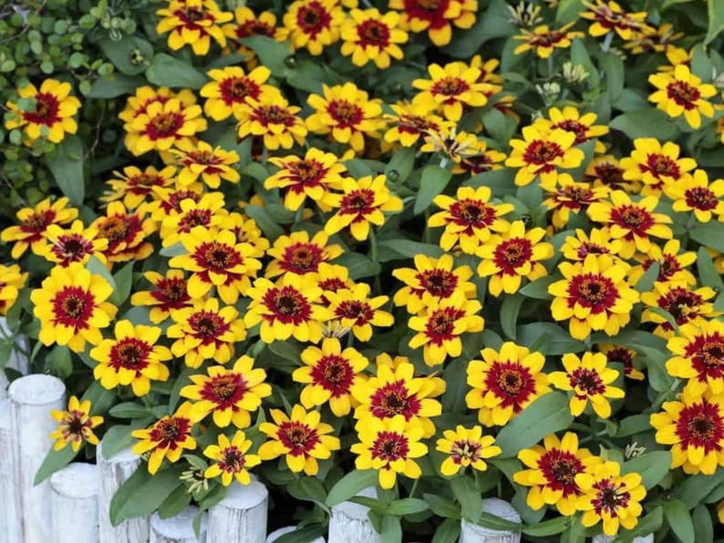 30 Zinnia Seeds Pack | Profusion Red Yellow Bicolor | Open-Pollinated Flower Seeds for Planting