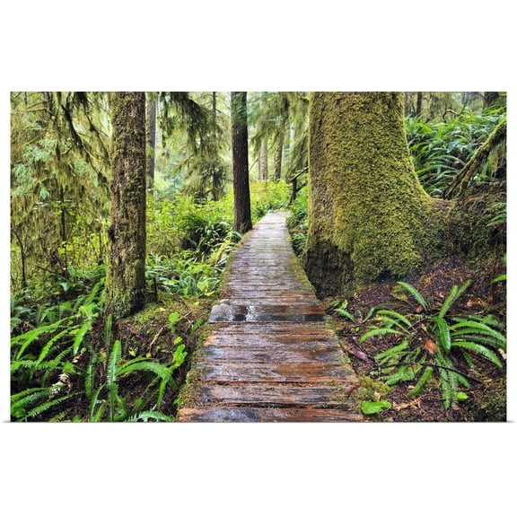Great BIG Canvas | "Boardwalk On The Rainforest Trail In Pacific Rim National Park, Canada" Art Print - 36x24
