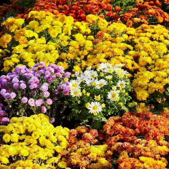 300  Mixed Color Chrysanthemum Seeds - MVR1 Rare Ground Cover Plant Landscape Perennial Flower Seeds Garden Flower