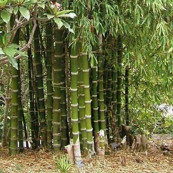 CZ Grain 20 Spiny Bamboo Plant Seeds, Fast Growing
