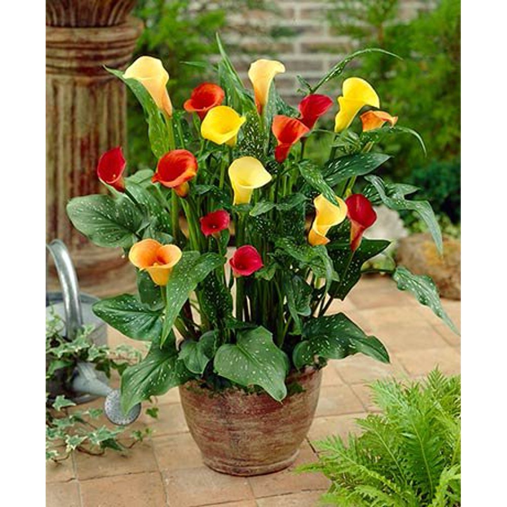 Container Garden Bulbs 3 Mixed Calla Lilies