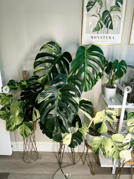 Monstera Mint Live Plant for Planting, Rare Variegated Houseplant for Home or Office, 5-8" Tall Tropical Indoor Plant