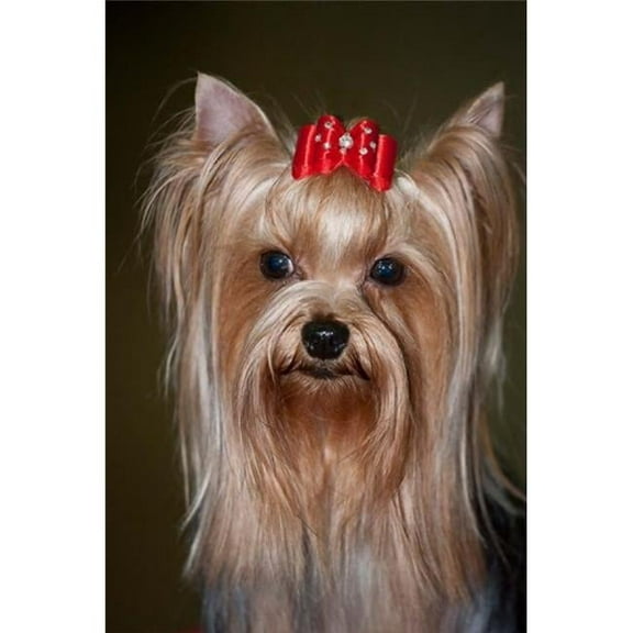 Show Yorkshire Terrier Dog with Red Bow Poster Print by Piperanne Worcester - 16 x 24 in.