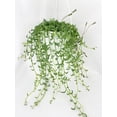 thumbnail image 4 of String of Dolphins - Live Air-Purifying Indoor Plant in Nursery Pot – Easy Care, Low Maintenance Houseplant for Home & Office Decor, Natural Air Cleaner, Best for Beginners (6"Pot, NurseryPot), 4 of 14