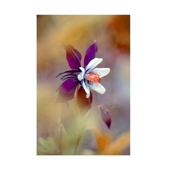Canvas Wall Art - Jacky Parker 'Columbine' Wall Art for Living Room, Bedroom, or Office Décor by Trademark Fine Art - 12 x 19 Inches
