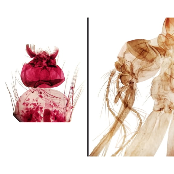 Slide, Aedes Aegypti, Larva and Adult; Whole-mount