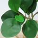 thumbnail image 2 of Simulación de hojas de Frijol verde ANGGREK, Decoración de mesa, Planta, Decoración de pared, multicolor, 33cm, 2 of 8