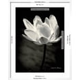 thumbnail image 5 of Art.com Lotus Flower X Art Print by Debra Van Swearingen, White Frame Wall Art, 23" x 29", 5 of 5