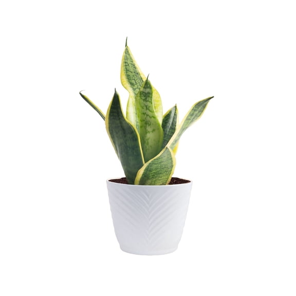 Costa Farms 6" Snake Plant Grower's Choice Live Plants in 4" Décor Pot