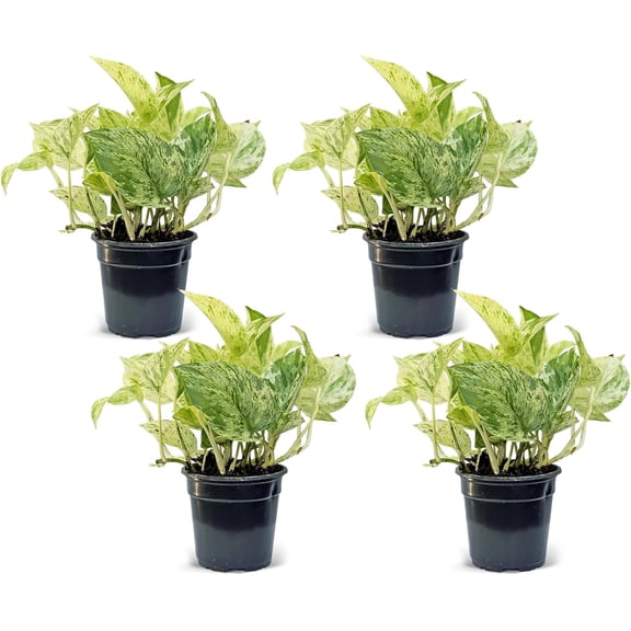4 Pack Live Marble Queen Pothos, Indoor Potted Houseplant, Housewarming Gift, Variegated Plant, Plant Lover Gift, Sympathy Gift, Thank You Gift, Christmas Gift in 4" Pot