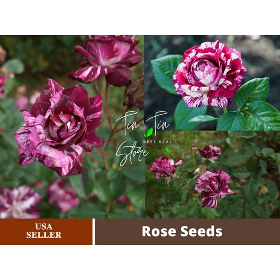 30  Seeds| Purple Tiger Rose Perennial Flower Seeds#1080 |BUY 4 GET 1 FREE|