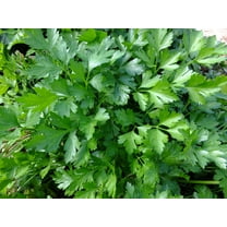 Seed Pack - -Italian Flat Leaf Parsley -50 seeds- Garden Herb -80 days-  Grow inside or out