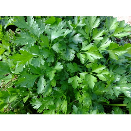 Italian Flat Leaf Parsley -100 seeds- Garden Herb -80 days- Aromatic Rich Green Leaves -- Beautiful -Grow inside or (Best Way To Grow Parsley)
