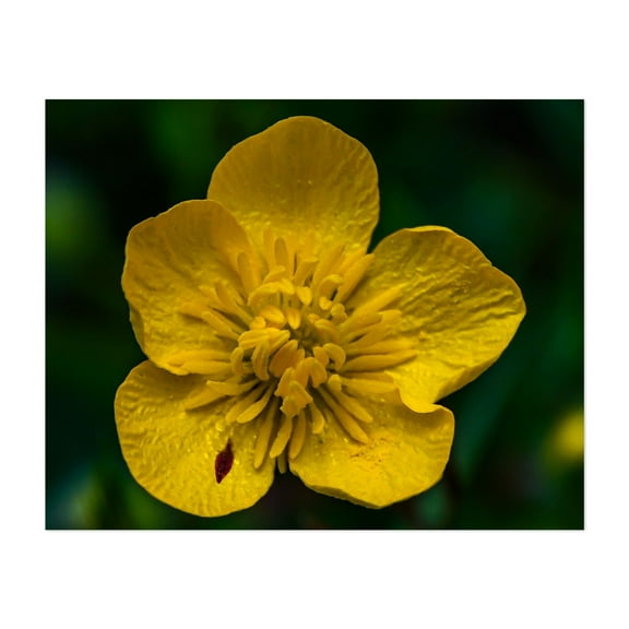 Buttercup - Pennsylvania Photography Flowers Floral Nature Botanical Garden Summer Unframed Wall Art Print 5 x 7 inches