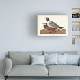 thumbnail image 3 of John James Audubon 'Black Headed Gull' Canvas Art, 3 of 3