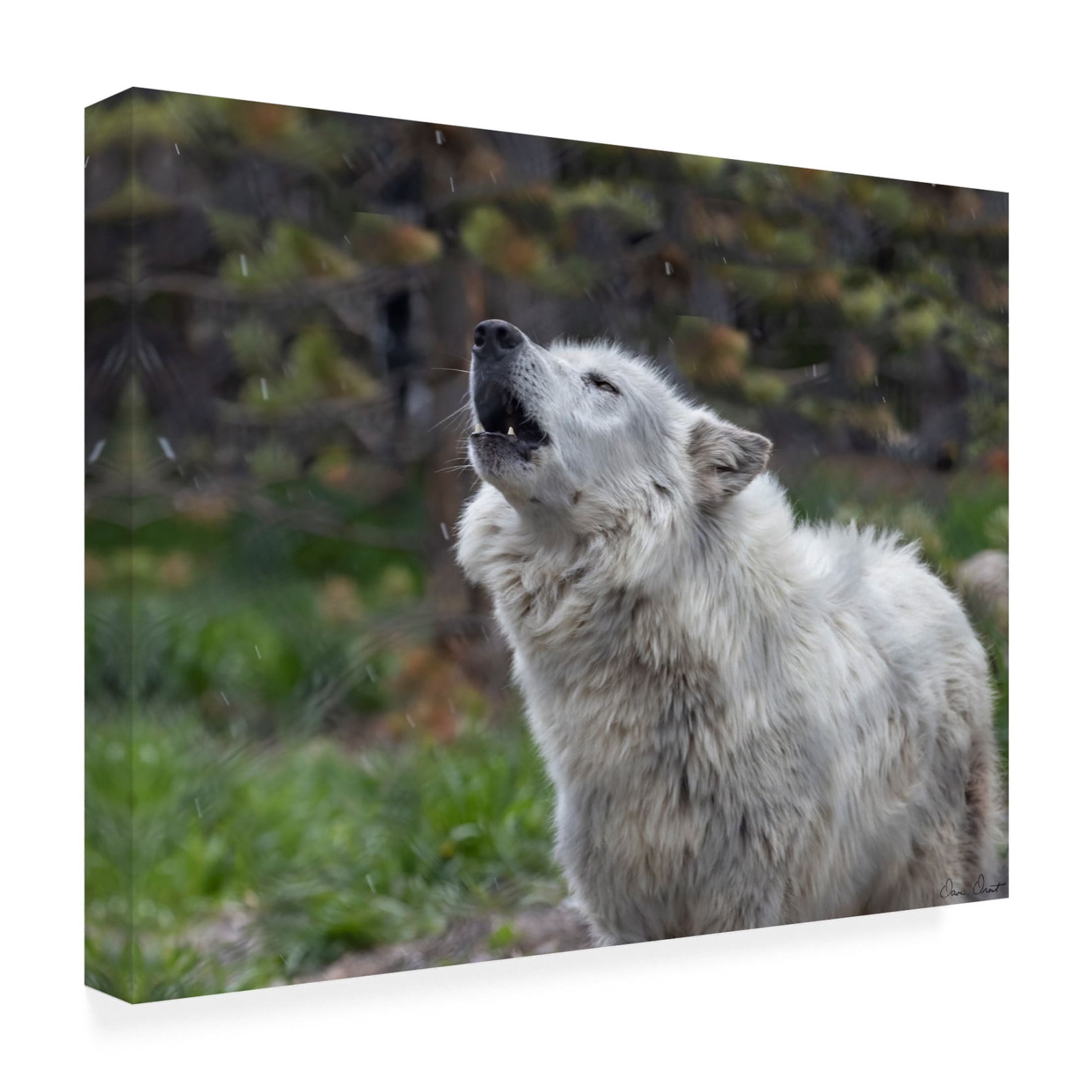 Trademark Fine Art David Drost Howling Wolf Canvas Wall Art