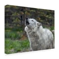thumbnail image 3 of Trademark Fine Art David Drost Howling Wolf Canvas Wall Art, 3 of 4