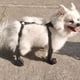 thumbnail image 5 of Zapatos para Perros Botas Impermeables Ajustables para Perros DíA de Lluvia Zapatos Transpirables para Mascotas para Caminar Al Aire Libre Patas Suaves de Bulldog FrancéS-M, 5 of 6