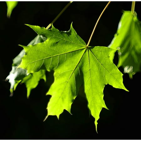 Green Clone - LAMINATED POSTER Green Colors Blur Clone The Highlighted Leaf Poster Print 24 x 36