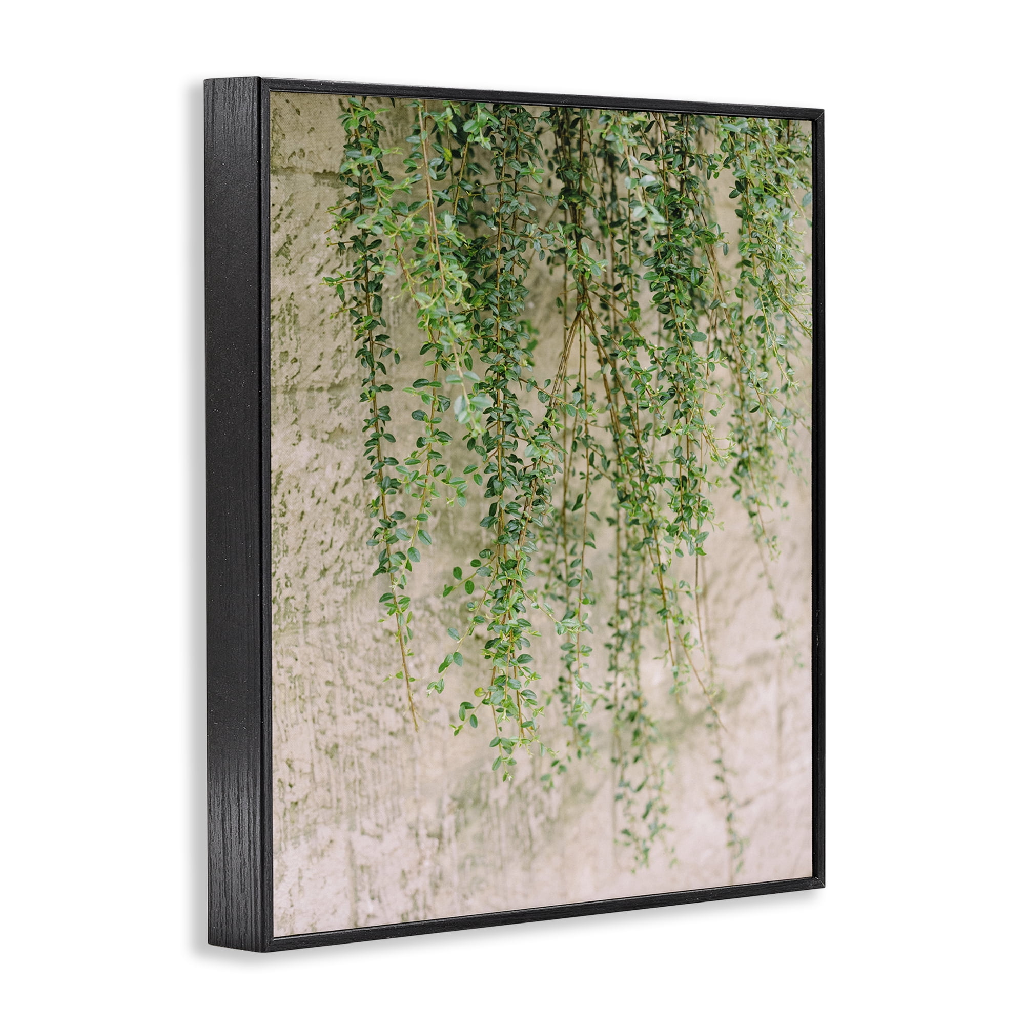 Stupell Industries Hanging Ivy Vines Botanical & Floral Photography Black Framed Art Print Wall Art, 16 x 20