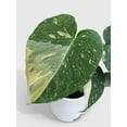 thumbnail image 5 of Monstera Deliciosa 'Thai Constellation' - Live Air-Purifying Indoor Plant in Nursery Pot – Easy Care, Low Maintenance Houseplant for Home & Office Decor, Natural Air Cleaner, Best for Beginners, 5 of 10