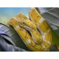 thumbnail image 3 of Fitzharris, Tim 14x12 Black Modern Framed Museum Art Print Titled - Yellow eyelash pit viper snake, 3 of 5