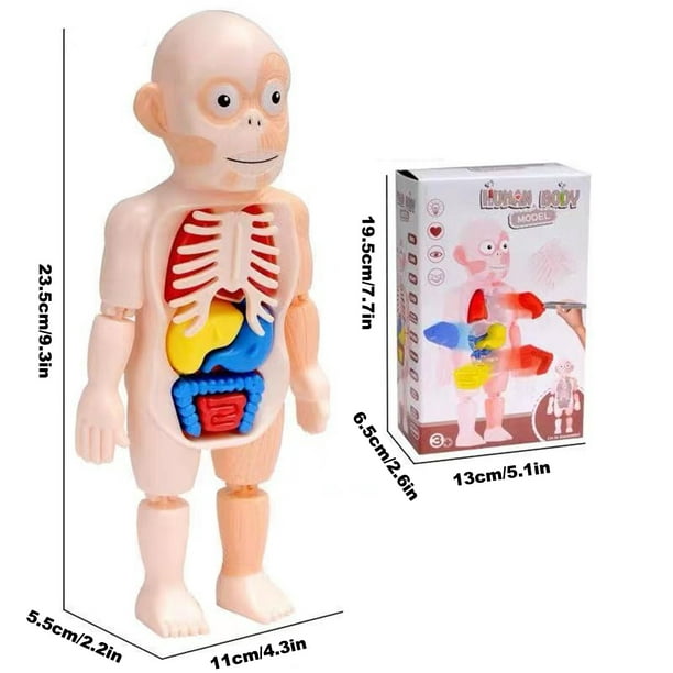 WREESH jouet pour enfants modèle de corps humain modèle d'assemblage  anatomique d'organe humain 3D 